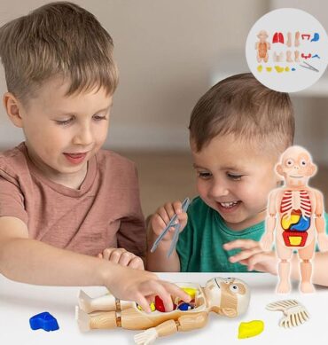 Human Organ Model DIY Assembly Toys