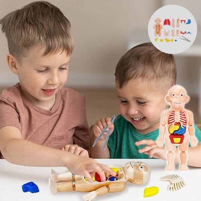 Human Organ Model DIY Assembly Toys