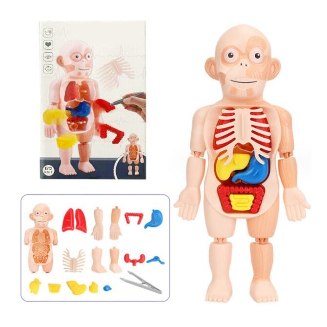 Human Organ Model DIY Assembly Toys