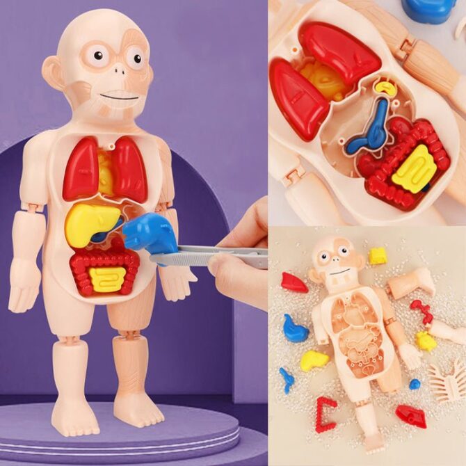 Human Organ Model DIY Assembly Toys